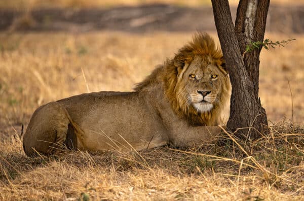 Lion eyes Africa safari GD Whalen Photography Museum Grade Crystal Archival Prints Landscape photography wildlife photography nature photography