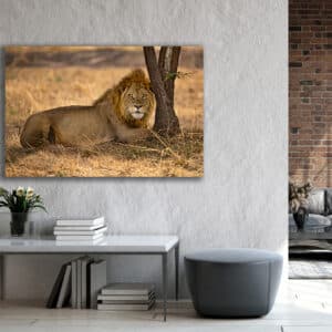 GD Whalen Photography Museum Grade Crystal Archival Prints Landscape photography wildlife photography nature photography