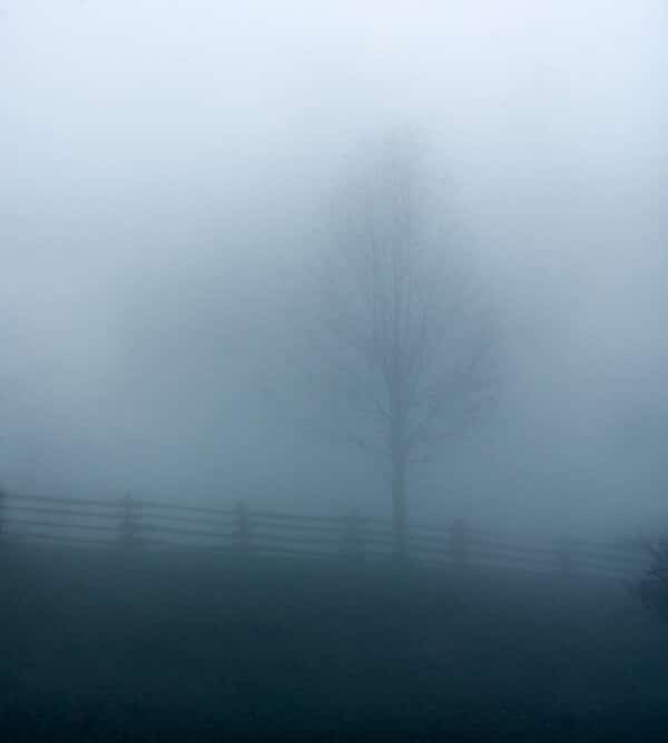 Fog Tree fog FogTree19x21 e1647631070257 GD Whalen Photography