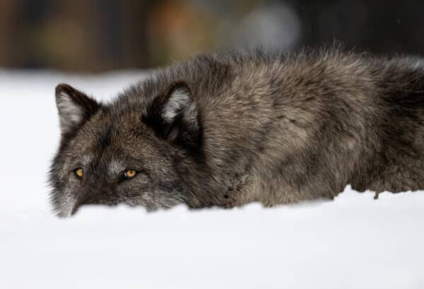 Wolf Eyes in the Snow