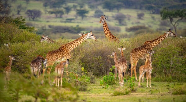 Wildlife photography