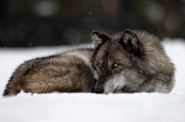 The Eyes of a Wolf in Winter wolves GD Whalen Photography