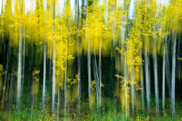 Alaska Aspens Aspens GD Whalen Photography