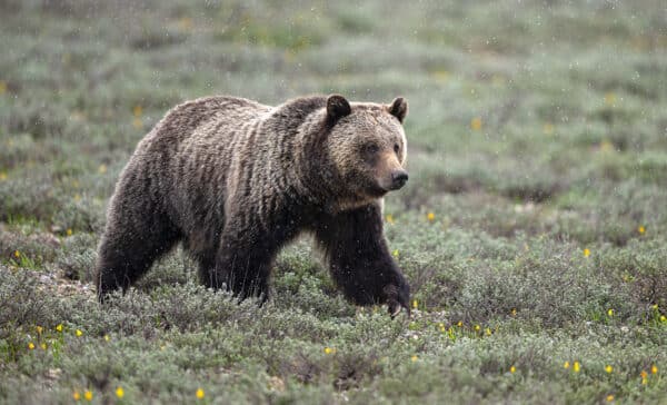 Snowfield Bear grizzly predator snow flowers Grand Teton NP animal animal photography Nikon z9