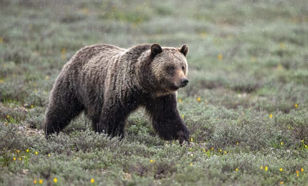 Grizzly Stroll grizzly GD Whalen Photography