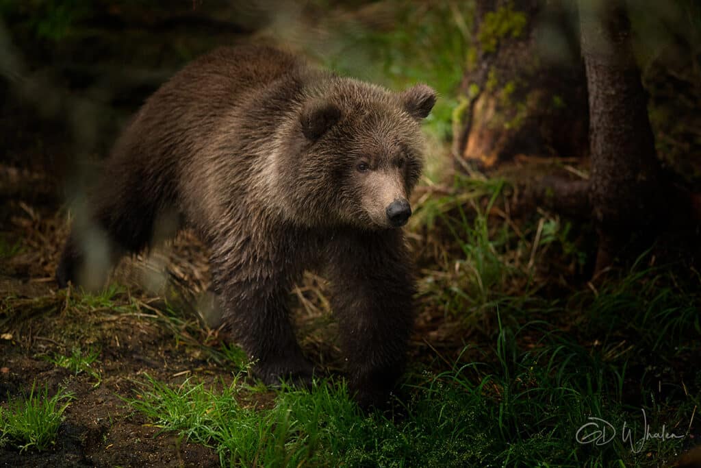 Alaska GrizzCubForest GD Whalen Photography