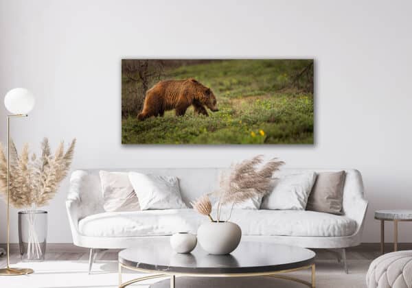 Spring Grizzly in the Tetons grizzly GrizzlyFlowerFieldRoom GD Whalen Photography