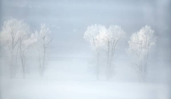 Lamar Valley Snow Trees Lamar Valley LamarValleySnowTrees GD Whalen Photography