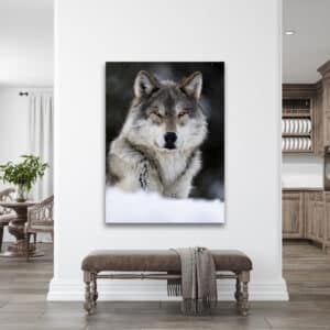 GD Whalen Photography Museum Grade Crystal Archival Prints Landscape photography wildlife photography nature photography