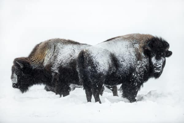 Life of a Bison in Winter bison LifeofBisoninWinter 1 e1647629880908 GD Whalen Photography