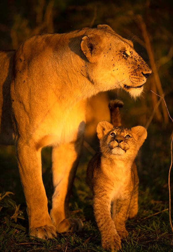 Love of Mother love LionCubLovesmomFlies.24x34tif 1 GD Whalen Photography