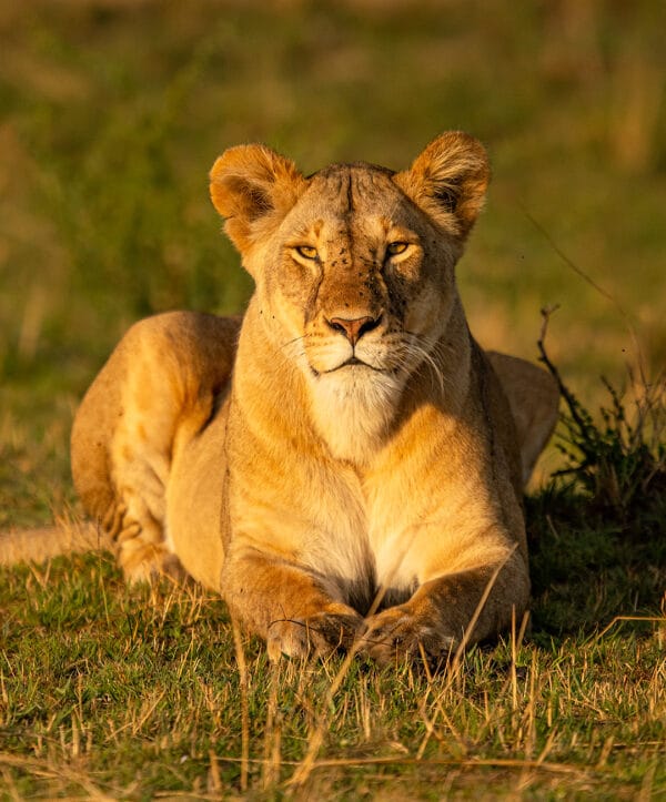 Wildlife photography