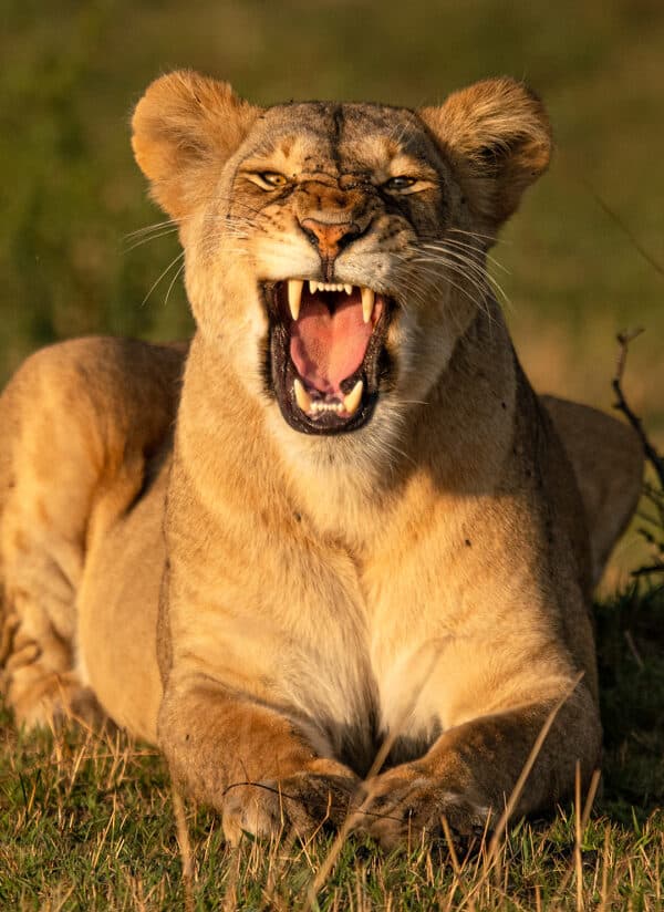 Wildlife photography