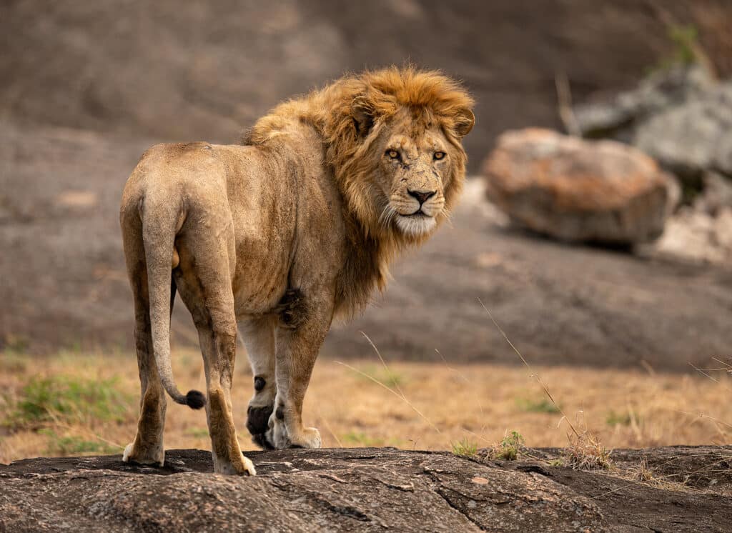 Photographing Big Cats Photographing Big Cats LionWarrior GD Whalen Photography