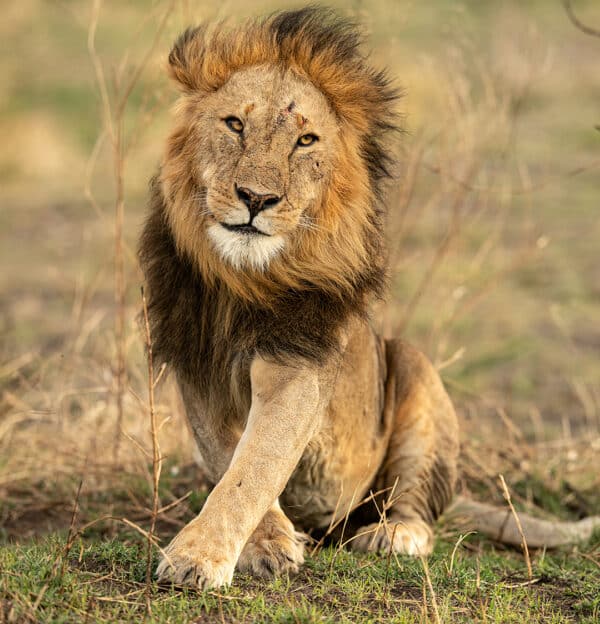 Wildlife photography