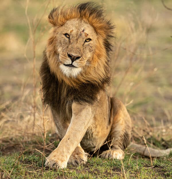 Golden Mane golden mane LionWarriorSittingUp30x31 e1647542391558 GD Whalen Photography