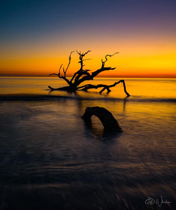 Nature photography sunrise driftwood beach Jekyll Island Georgia reflection landscape photography tree waves water