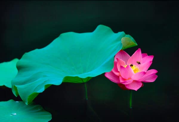 Lotus flower bees GD Whalen Photography Museum Grade Crystal Archival Prints Landscape photography wildlife photography nature photography