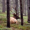 elk Yellowstone fire GD Whalen Photography Museum Grade Crystal Archival Prints Landscape photography wildlife photography nature photography