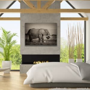 Wildlife photography