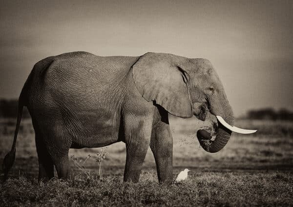 Masai Elephant elephant MasaiElephant 2 GD Whalen Photography