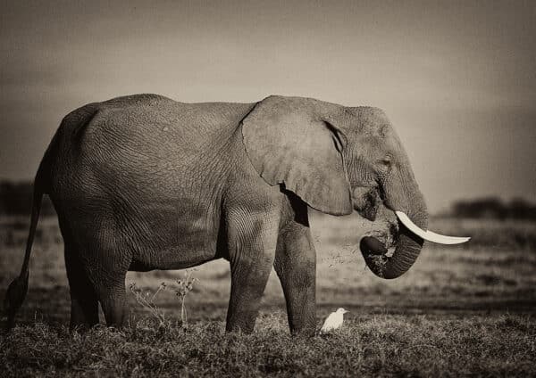 elephant GD Whalen Photography Museum Grade Crystal Archival Prints Landscape photography wildlife photography nature photography Africa