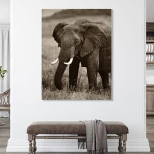 Archival canvas prints