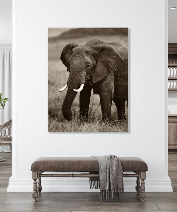Archival canvas prints