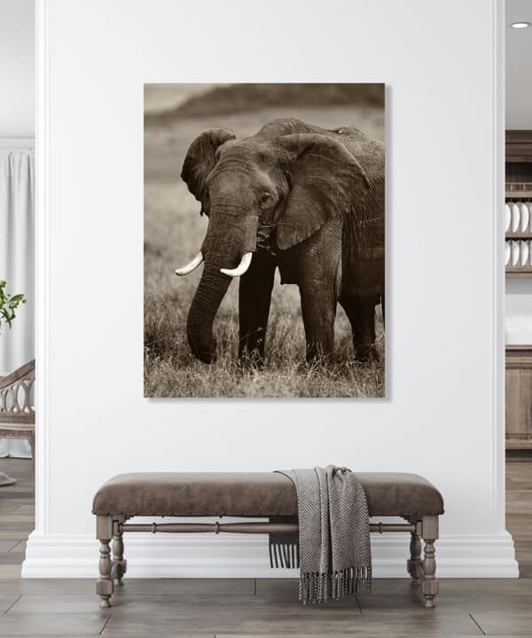 Matriarch of Kenya Kenya MatriarchWallRoom GD Whalen Photography