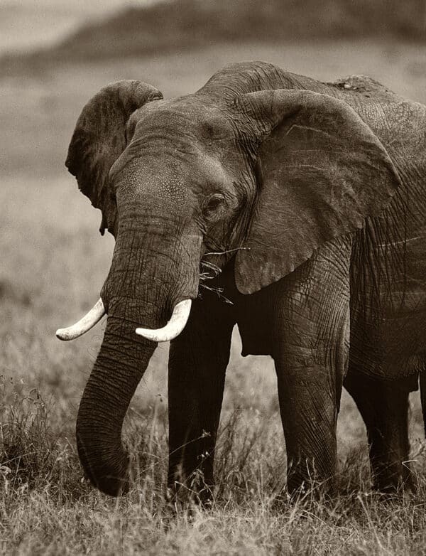 Wildlife photography
