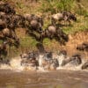 GD Whalen Photography Museum Grade Crystal Archival Prints Landscape photography wildlife photography nature photography Africa migration wildebeast water