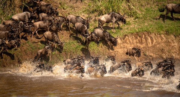 Great Migration - Masai Mara migration Migration 30x55 1 GD Whalen Photography
