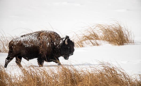 bison winter Yellowstone GD Whalen Photography Museum Grade Crystal Archival Prints Landscape photography wildlife photography nature photography