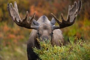 Galleries MooseColorBackground GD Whalen Photography