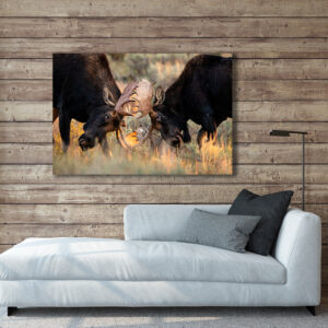 Moose Battle Print
