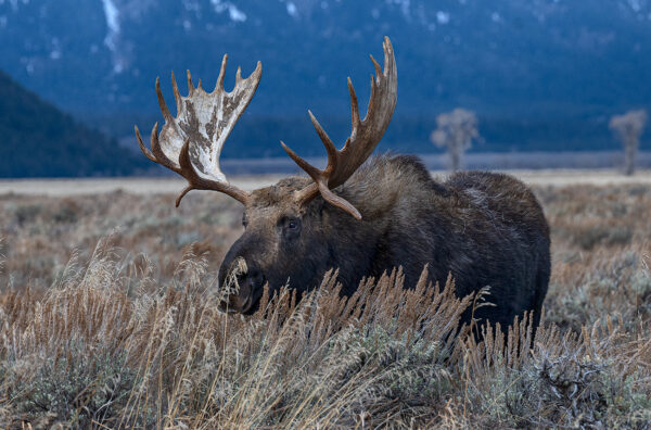 Moose Wildlife Grand Teton photography