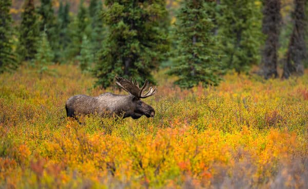 Wildlife photography moose Alaska Denali NP fall wildlife photography animal photography field trees nature