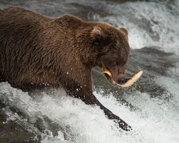 Wildlife photography fishing grizzly bear fish water waterfall nature photography Nikon z9 animal animals