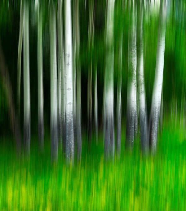 Aspen trees abstract photography GD Whalen Photography Museum Grade Crystal Archival Prints Landscape photography wildlife photography nature photography