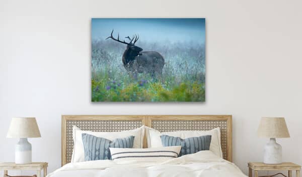 Elk in Fall Meadow elk OpenMouthElkBedroom GD Whalen Photography