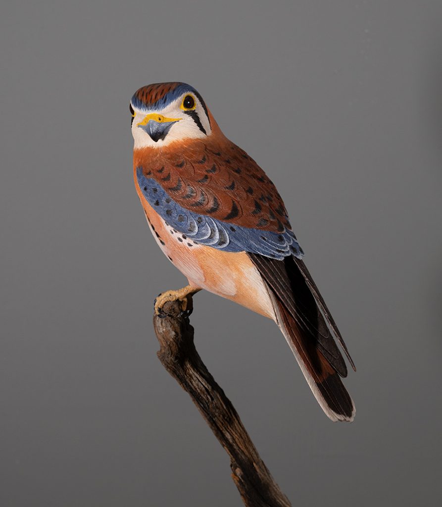 The Lucas Gallery OrrinKestrel GD Whalen Photography