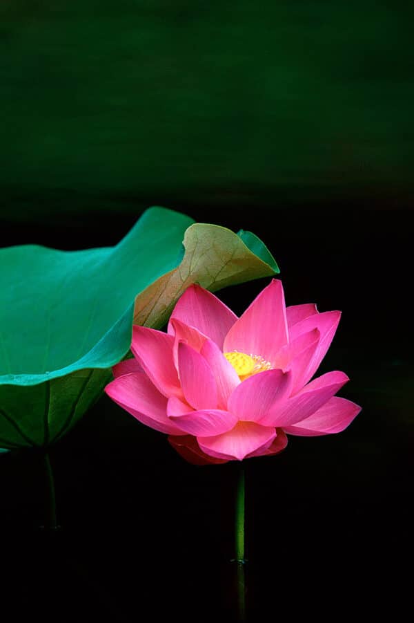 Pink Lotus with Emerald Water lotus PinkLotusEmeraldWater GD Whalen Photography