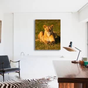 Wildlife photography