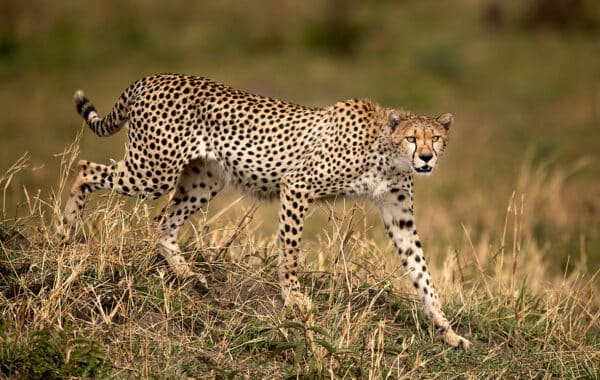cheetah walking Africa safari GD Whalen Photography Museum Grade Crystal Archival Prints Landscape photography wildlife photography nature photography