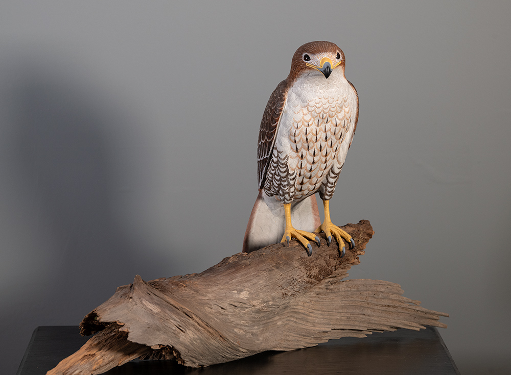 The Lucas Gallery RedTailedHawk GD Whalen Photography