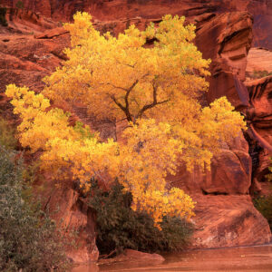 Red Rock Cottonwood Arizona tree cottonwood canyon landscape