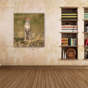 Wildlife photography