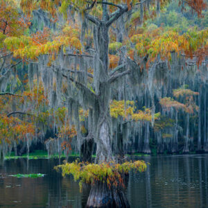 Trees