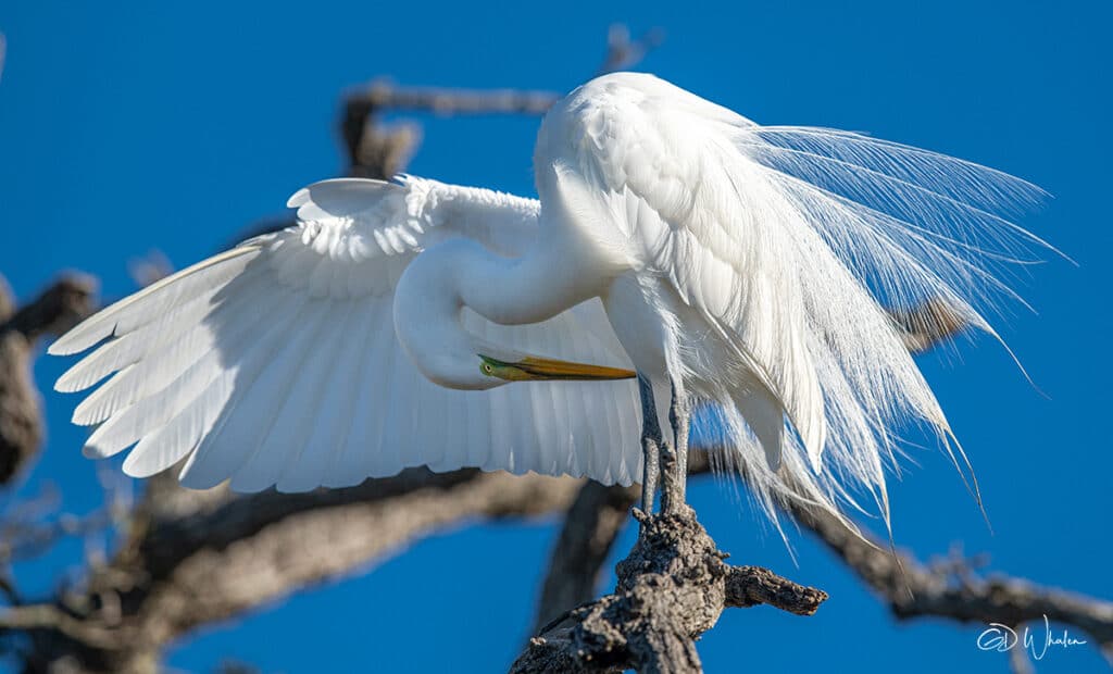 Birds SnowEgretHeadUnderWingStAug2020 GD Whalen Photography