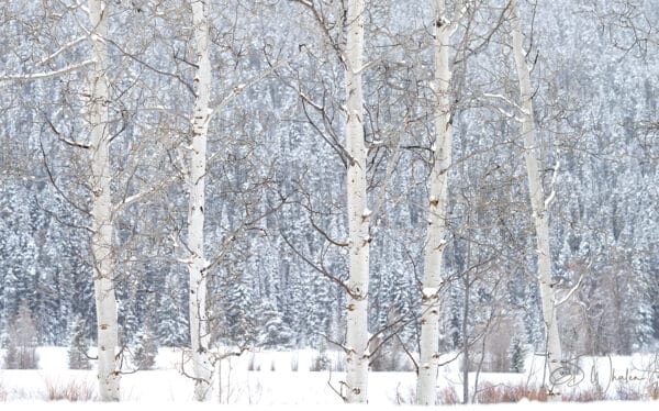 Teton White Out Aspens forest trees landscape photography Hasselblad x2d nature snow winter cold
